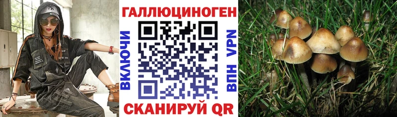 закладки  Слободской  Псилоцибиновые грибы Cubensis 